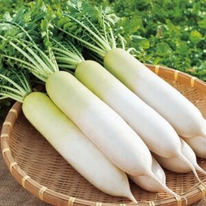 Radish