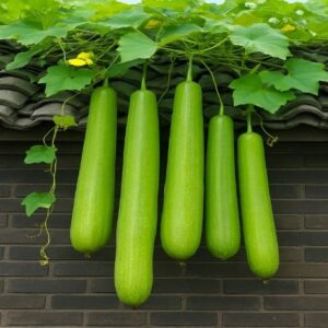 Bottle Gourd