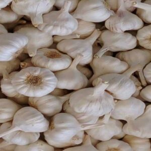 Garlic