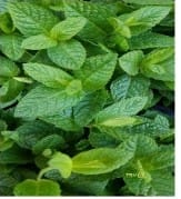 Mint Leaves