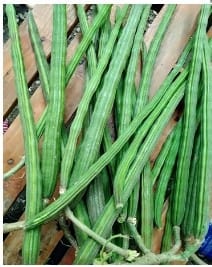 Sponge Gourd