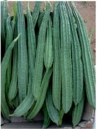 Ridge Gourd
