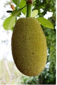 Jackfruit