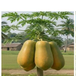 Papaya