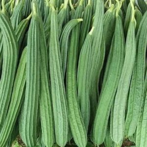 Ridge Gourd